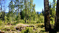 Forest walk in Nordmarka from Sognsvann lake to Hammeren via Ullevalseter Oslo Norway 18-6L-_1035
