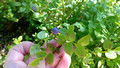 Blueberries Forest walk in Nordmarka from Sognsvann lake to Hammeren via Ullevalseter Oslo Norway 18-6L-_1049