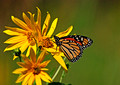 Monarch Butterfly 11-9-_0131