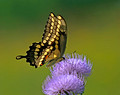 Giant Swallowtail 11-9-_0274