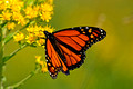 Monarch Butterfly 11-9-_0230