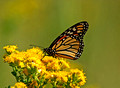 Monarch Butterfly 11-9-_0192