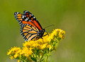 Monarch Butterfly 11-9-_0202