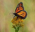 Monarch Butterfly 13-9-_9949
