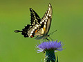 Giant Swallowtail 11-9-_0264