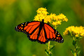 Monarch Butterfly 11-9-_0221