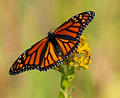 Monarch Butterfly 13-9-_9954