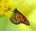 Monarch Butterfly 11-9-_0195