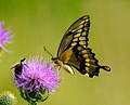 Giant Swallowtail 11-9-_0250