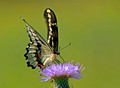 Giant Swallowtail 11-9-_0265