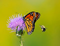 Monarch Butterfly 11-9-_0180