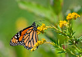 Monarch Butterfly 13-9-_9852