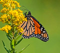 Monarch Butterfly 13-9-_9870