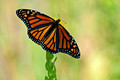 Monarch Butterfly 13-9-_9962