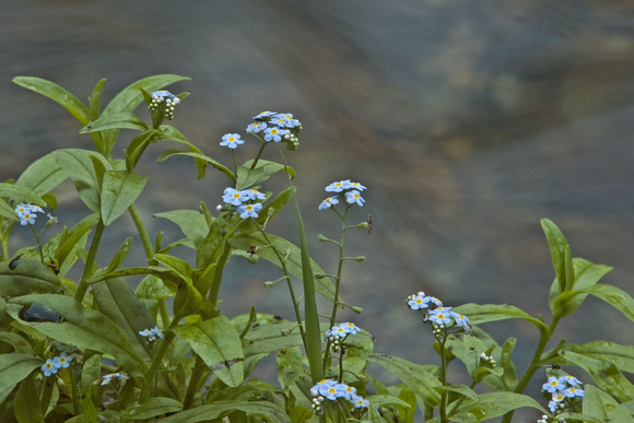 Forget-me-not Cascade Falls 08-153- 715