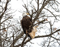 Bald Eagle Crex Meadows Wildlife Area 20-3-00296