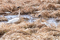 Trumpeter Swans Crex Meadows Wildlife Area 20-3-00363