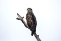 Bald Eagle Crex Meadows Wildlife Area 19--3-01436