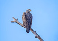 Bald Eagle Crex Meadows Wildlife Area 19--3-01430