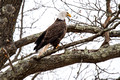 Bald Eagle Crex Meadows Wildlife Area 20-3-00309