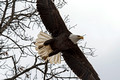 Bald Eagle Crex Meadows Wildlife Area 20-3-00299