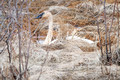 Trumpeter Swans Crex Meadows Wildlife Area 20-3-00326