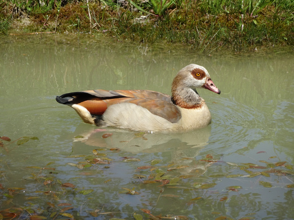 Egyptian goose Netherlands Open Air Museum Arnhem Netherlands 19-5-_1220