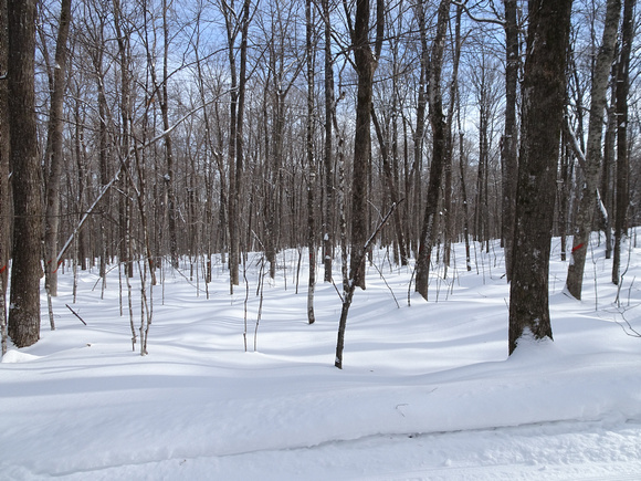 Blue Hills Ski Trails 20-1-_0076