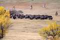 Buffalo Roundup Custer State Park 17-10-03148