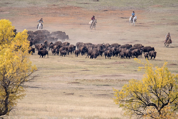 Buffalo Roundup Custer State Park 17-10-03148