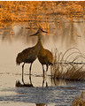 Sandhil Cranes 09-46- 082