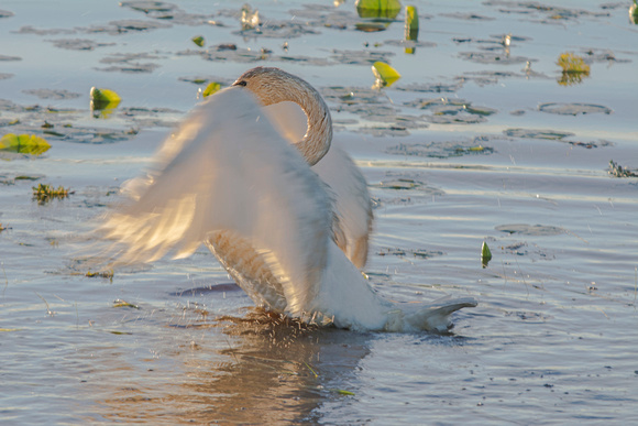 Trumpeter Swan 14-6-_5632