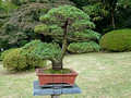 Meiji Jingu Gyoen Tokyo Japan 19-11P-_1065