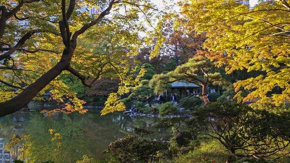 Hibiya Park Chiyoda City Tokyo Japan 19-11L-_3125