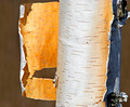 Birch Bark 12-3-_0939