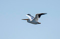 American White Pelican Trempealeau National Wildlife Refuge 21-10-01074