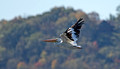American White Pelican Trempealeau National Wildlife Refuge 21-10-01061