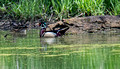 Wood Ducks Trempealeau National Wildlife Refuge 21-5-00180