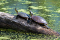 Painted Turtles Trempealeau National Wildlife Refuge 21-5-00150