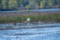 American White Pelican Trempealeau National Wildlife Refuge 21-10-01019