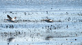 American White Pelican Trempealeau National Wildlife Refuge 21-10-01037