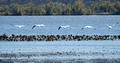 American White Pelican Trempealeau National Wildlife Refuge 21-10-01055