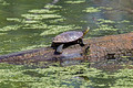 Painted Turtles Trempealeau National Wildlife Refuge 21-5-00156