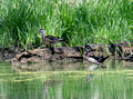 Wood Ducks Trempealeau National Wildlife Refuge 21-5-00174