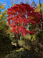 Arisugawa-no-miya Memorial Park, Minato City, Tokyo, Japan 24-12L-_3267