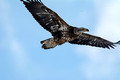 Bald Eagle 14-1-_0751