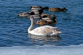 Mallard Ducks Hudson 22-2-00739
