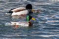 Mallard Ducks Hudson 22-2-00654