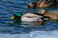 Mallard Ducks Hudson 22-2-00586