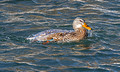 Mallard Ducks Hudson 22-2-00684